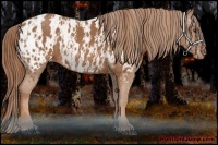 Horse Color:Chestnut Appaloosa  Brindle