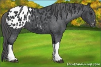 Horse Color:Black Appaloosa 