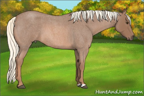 Horse Color: Liver Red Roan Mushroom 