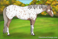 Horse Color:Liver Chestnut Mushroom Appaloosa 