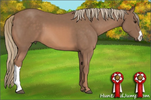 Horse Color: Liver Chestnut Mushroom 