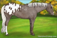 Horse Color:Liver Chestnut Appaloosa 