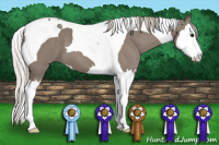 Horse Color:Silver Grullo Splash Tobiano 