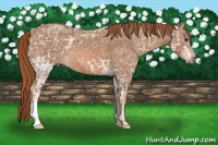 Horse Color:Chestnut Ice 