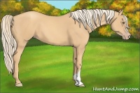 Horse Color:Gold Champagne 