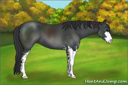 Horse Color: Black Sabino 