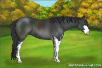 Horse Color:Black Sabino 