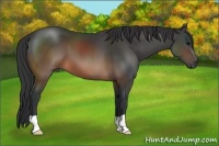 Horse Color:Brown 