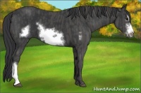 Horse Color:Black Frame  Brindle