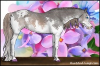 Horse Color:Brown Sabino Splash Appaloosa 