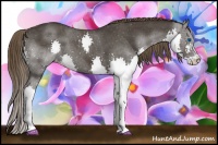 Horse Color:Smoky Black Sabino Splash Appaloosa 