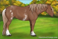 Horse Color:White Spotted Chestnut Sabino 
