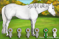 Horse Color:White Spotted Silver Black Appaloosa 
