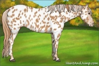 Horse Color:Chestnut Near Leopard 