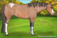 Horse Color:Bay Appaloosa 