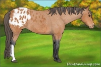 Horse Color:Bay Blanket 