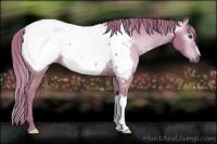 Horse Color:Gray Watercolor Chestnut Near Fewspot 