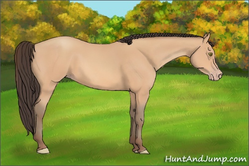 Horse Color: Amber Champagne 