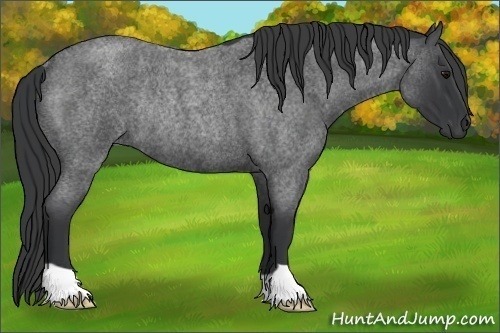 Horse Color: Blue Roan Rabicano 