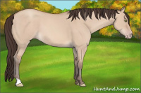 Horse Color:Amber Champagne Dun 