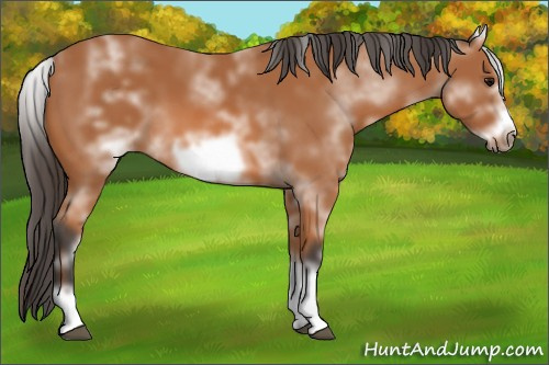 Horse Color: White Spotted Bay Frame 