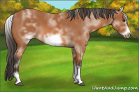 Horse Color:White Spotted Bay Frame