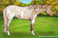 Horse Color:White Spotted Red Dun 