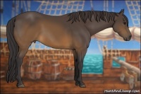 Horse Color:Buckskin 