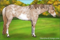 Horse Color:White Spotted Red Roan Frame