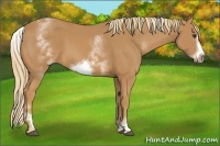 Horse Color:White Spotted Chestnut Frame 