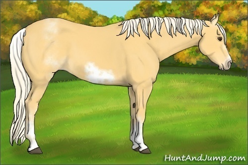 Horse Color:White Spotted Palomino Frame 
