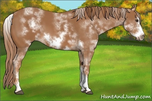 Horse Color:White Spotted Chestnut Frame 