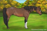 Horse Color:Bay Roan 