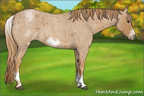 Horse Color:White Spotted Red Roan Frame 