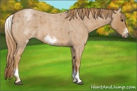 Horse Color:White Spotted Red Roan Frame