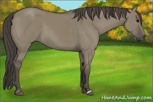 Horse Color:Smoky Grullo