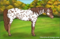 Horse Color:Chestnut Near Leopard 