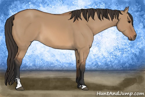 Horse Color: Bay Dun Sabino 