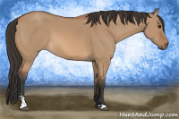 Horse Color:Bay Dun Sabino 