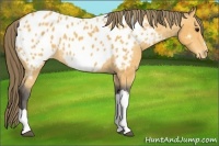 Horse Color:Buckskin Near Leopard