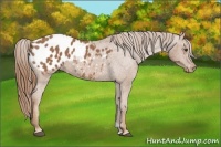 Horse Color:Chestnut Appaloosa