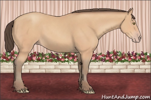 Horse Color: Amber Champagne 