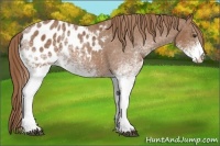 Horse Color:White Spotted Chestnut Blanket 