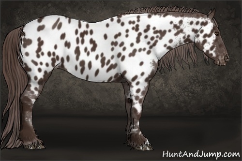 Horse Color: Liver Chestnut Near Leopard 