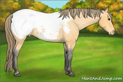 Horse Color: Unknown 
