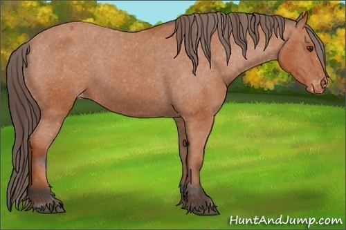 Horse Color:Bay Appaloosa