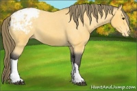 Horse Color:Buckskin Appaloosa