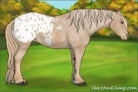Horse Color:Chestnut Appaloosa