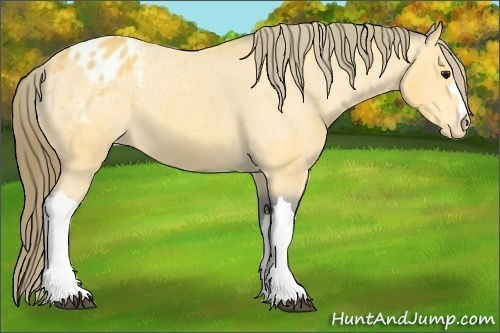 Horse Color: Buckskin Blanket 