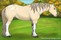 Horse Color:Buckskin Blanket 